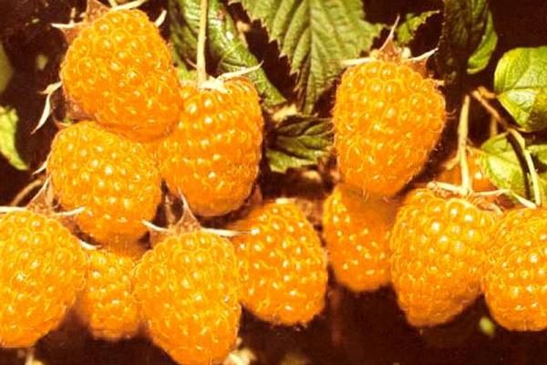 Lampone giallo