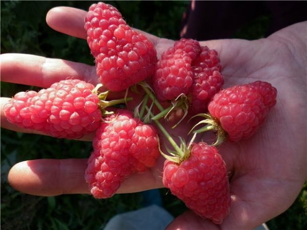  Raspberry varieties Maroseyka: characteristics and description