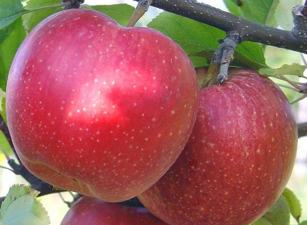  Gala Apples