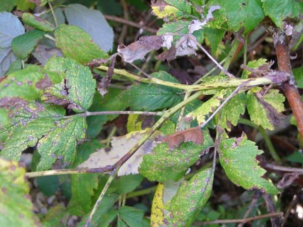  Raspberry anthracnose