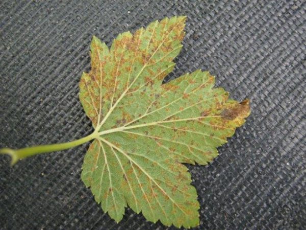  Rusty leaf