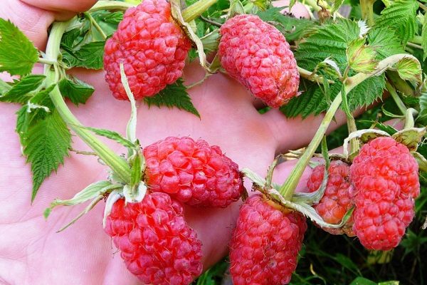  Double berries