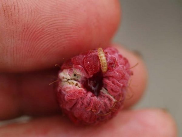  Raspberry beetles