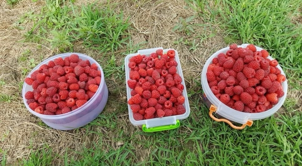  Se pueden cultivar frambuesas para la venta en el invernadero y al aire libre.