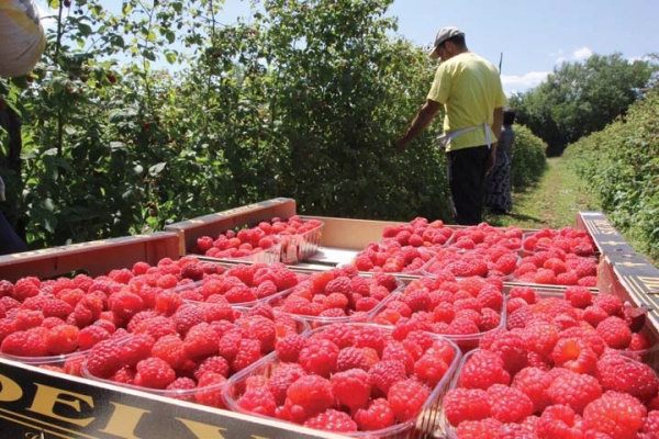  El negocio del cultivo de frambuesas debe estar registrado.
