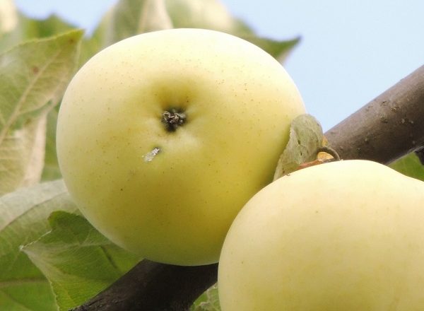  Apples white filling