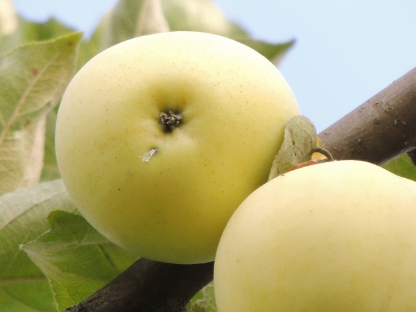  Apples white filling
