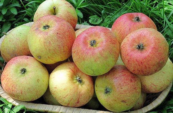  The sweet apple variety has high yields.