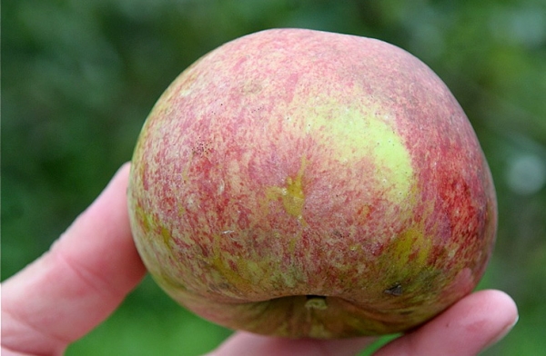  During harvest, the fruits of the apple tree. Candy categorically can not be shaken off the branches.