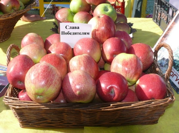  Apple tree varieties Glory Winners in need of annual feeding, thinning the crown