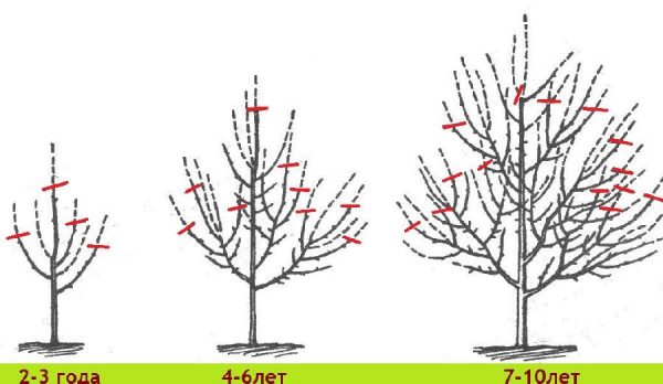 Schemă de tăiere arbori de măslini
