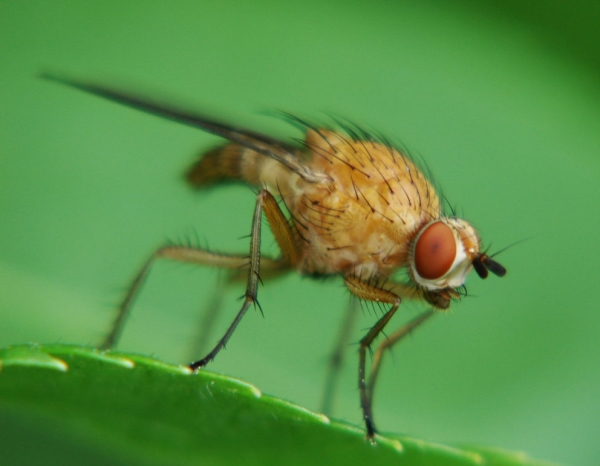  La mosca de la frambuesa del tallo destruye las plantas