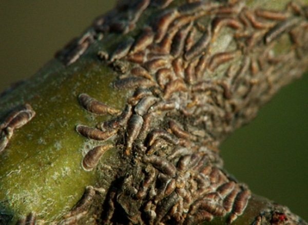  Apple treeworm
