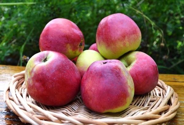  Variedade de maçã Kandil Orlovsky - recordista na conservação de frutas