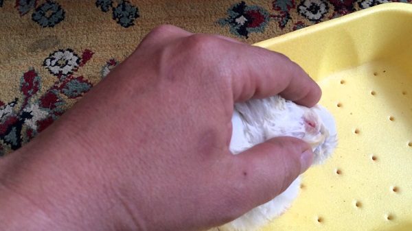  Conjunctivitis in rabbits