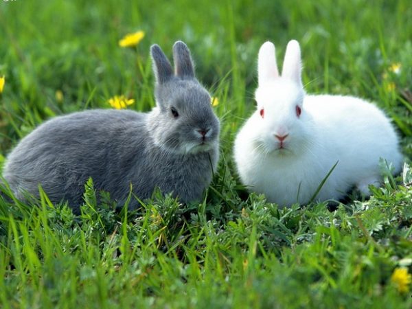  Choice of breed for mating