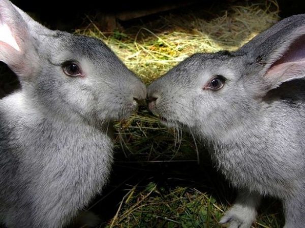  Possibility of related mating when kept in a pit