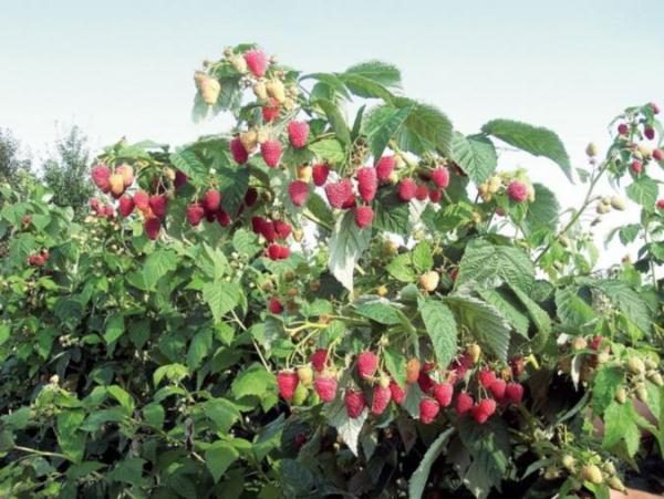  Raspberry bush polka with berries
