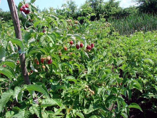  Remontrant raspberry shrubs Monomakh hat