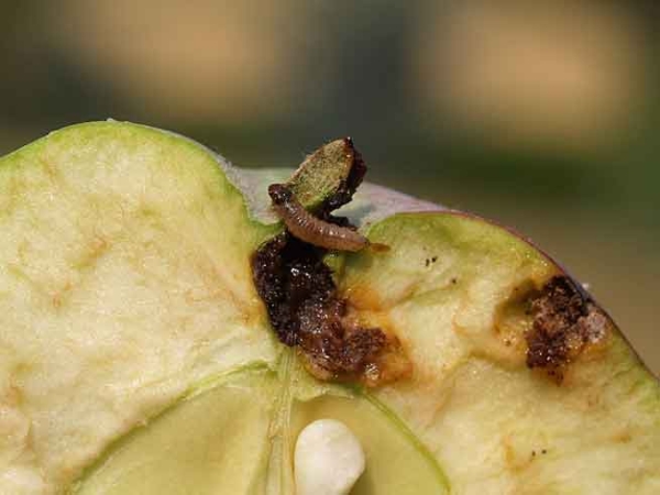 Zhigulevskoe apple variety is susceptible to the moth and bark burns