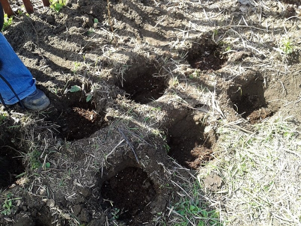  A small amount of raspberry is best planted spud