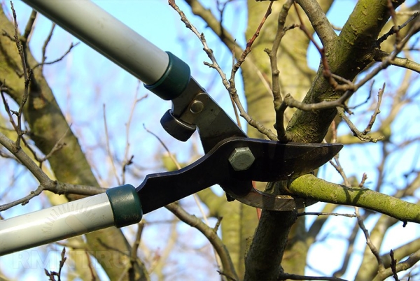  Candy Apple varieties need pruning