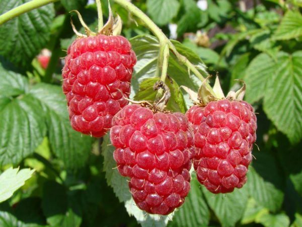  Branch with raspberry berries Atlant