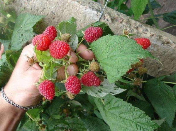  Sprig raspberry grade Heracles