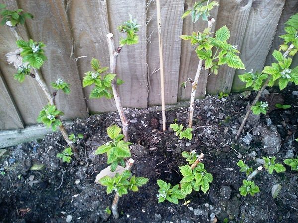  Planting sapling Monomakh Hats
