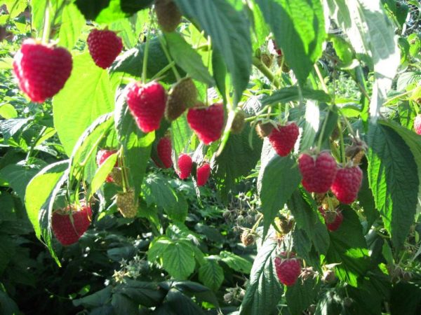  Ripened raspberry on the bush