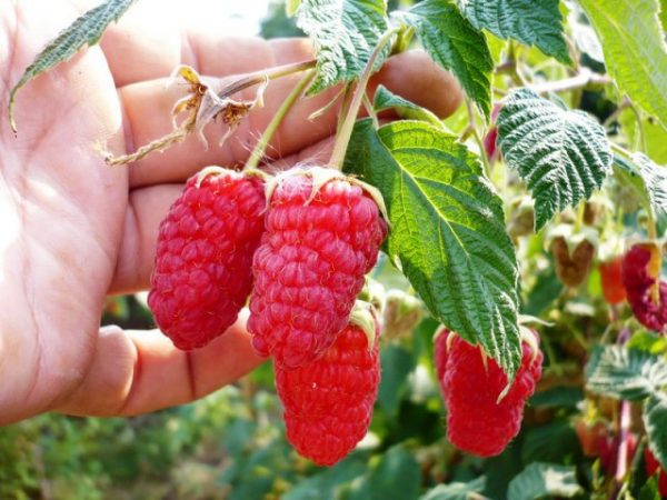  Willingness to harvest a raspberry bush