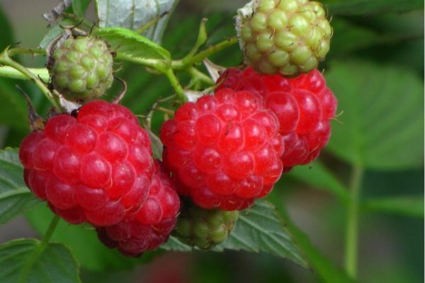  Variedad de frambuesa turmalina.