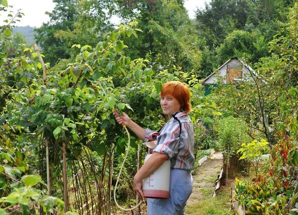  Handling raspberry bushes from pests