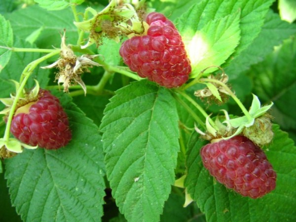  Raspberry Indian Summer
