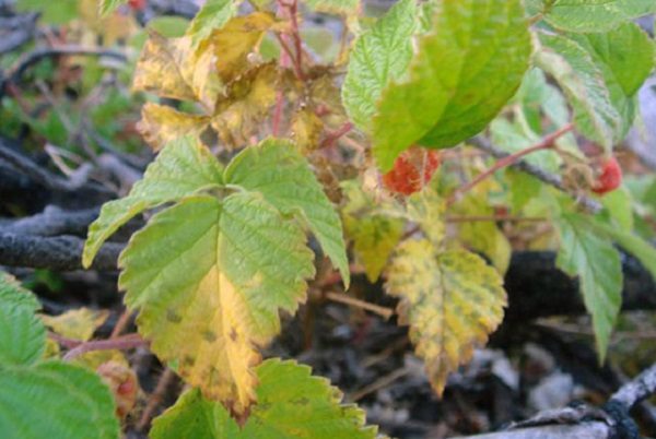  Purple Leaf Spot