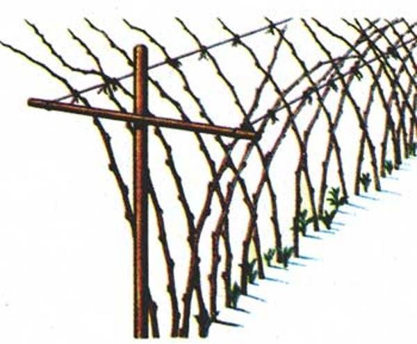  The scheme of the V-shaped trellis