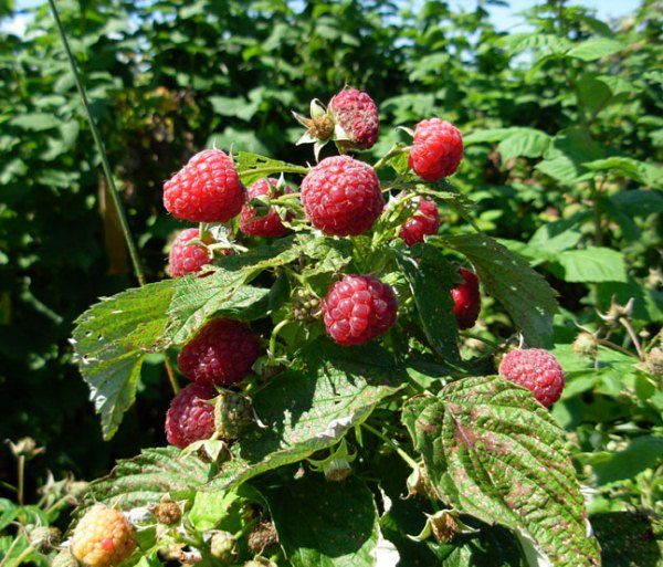  Raspberry bush affected by viral chlorosis