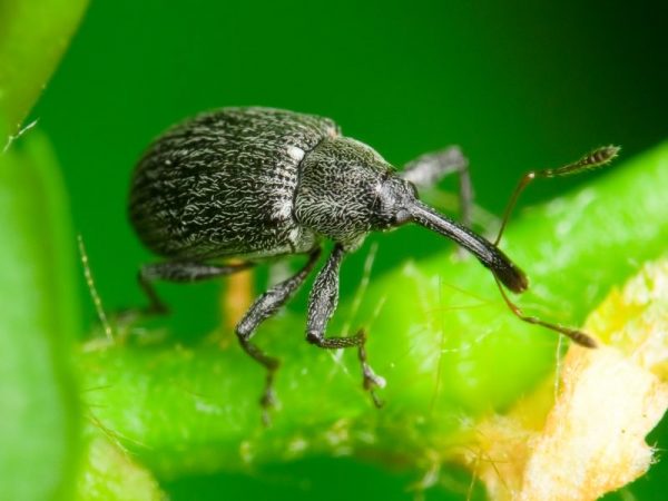  Raspberry-strawberry weevil