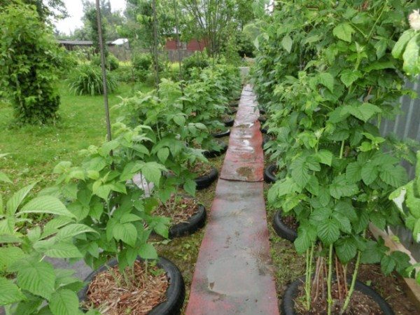  Planting raspberries in rows