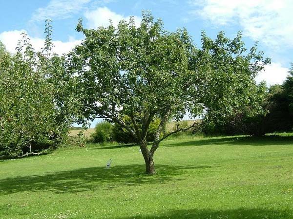  Antonovka tree
