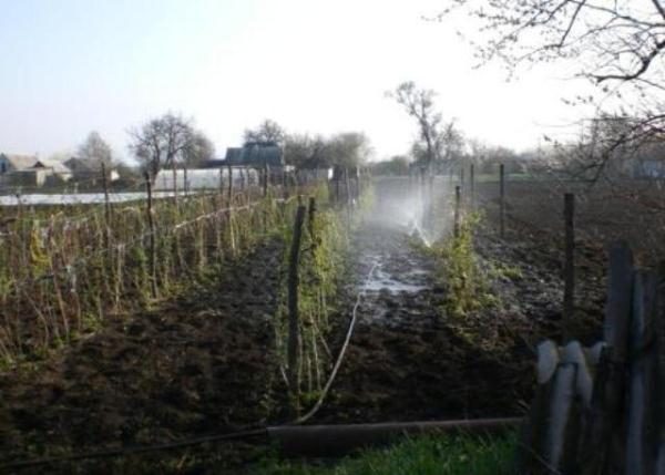  Planting raspberry
