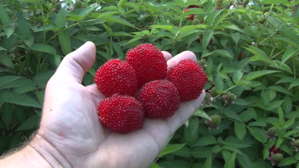  Las bayas tibetanas de frambuesa se parecen a las fresas en apariencia