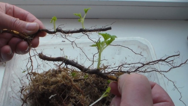  When breeding raspberries root offsprings - survival rate is excellent