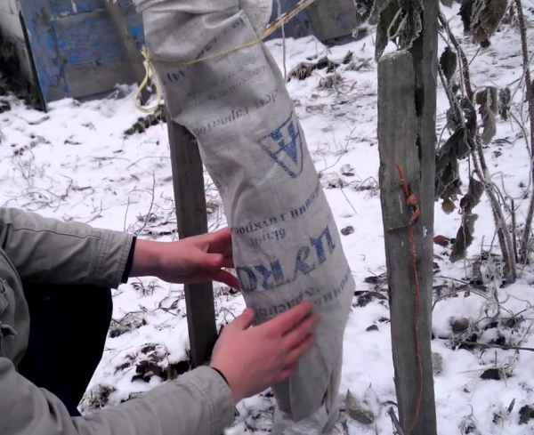  Zhigulevskoe varieties of apple trees should be sheltered for the winter, as it is not winter-hardy