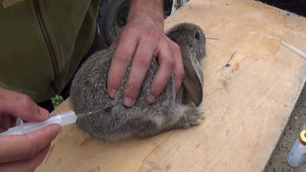  Rabbits should be vaccinated every six months