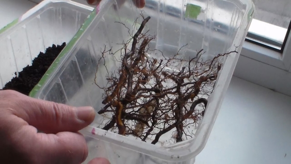  During the reproduction of raspberry by horse cuttings - survival rate of 60-80%