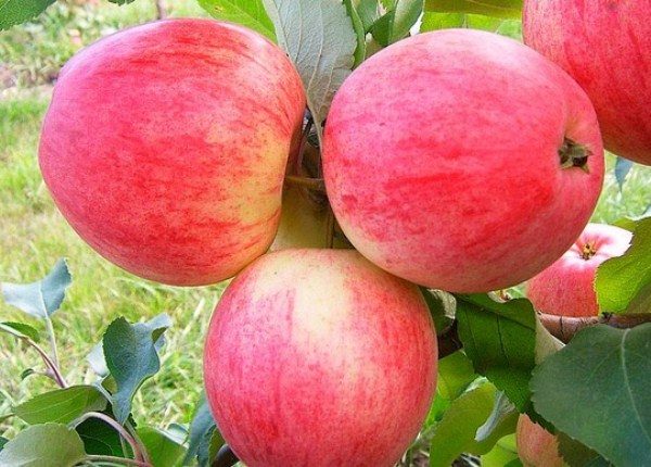  Apple fruits Pepin Saffron