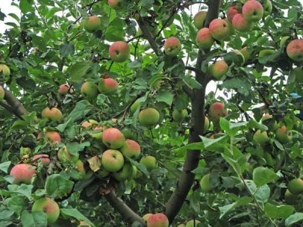  Arborele cu fructe de Melba