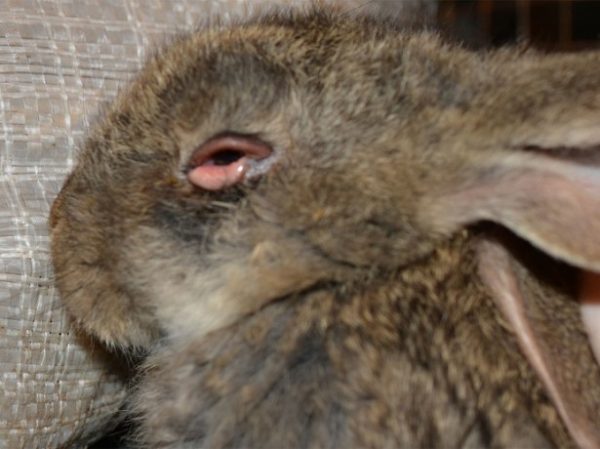  Myxomatosis in rabbits