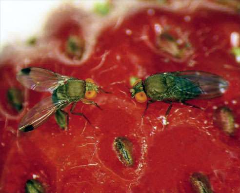 Raspberry fly stem